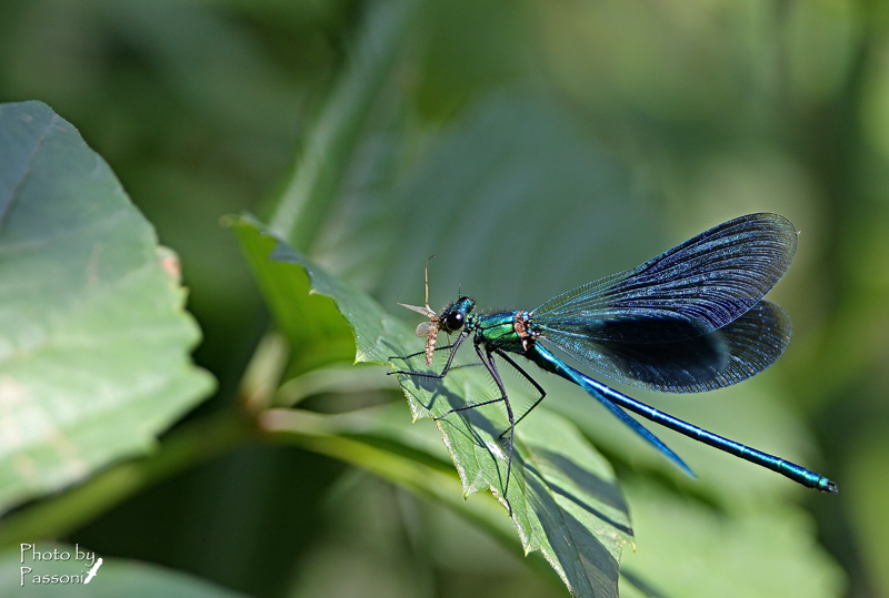 Calopteryx splendens!